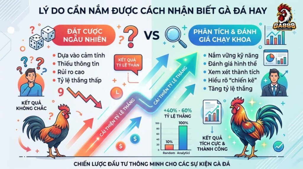 Lý do cần nắm được cách nhận biết gà đá hay